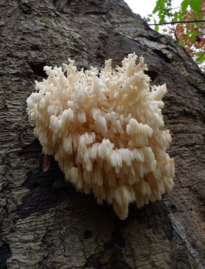 A mature fruiting body growing on a heavily-decayed beech stump in Epping Forest, Essex.